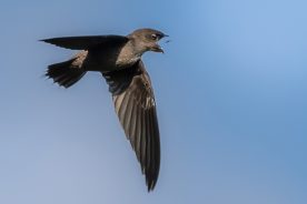 Swifts can eat up to 10,000 insects a day.
