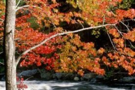 9518d8c4-f6a3-11e1-a913-1231394043be-phoca_thumb_l_autumn-stream