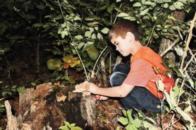 Eli uses a knife to gather chicken of the woods mushrooms.
