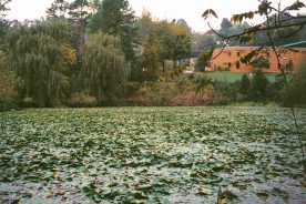 The Estonoa wetland is covered with lilypads.