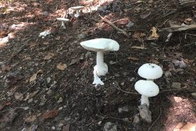 October 7, along the Tinker Creek Greenway toward Carvins Cove, Gail took a series of mushroom shots.