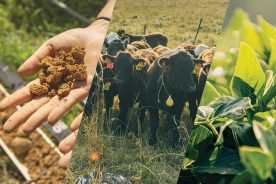 Virginia Tech’s new program, funded by the U.S. Department of Agriculture, will assist farmers in implementing practices designed to reduce greenhouse gases that cause climate change.