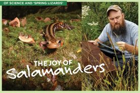 Jon Davenport: “I am kind of biased with salamanders. I mean, they are everywhere, but people just don’t realize how special it is to find one, and to see so many different ones, especially in the Appalachians.”