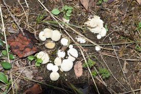 Curtis’s puffballs often grow in small clusters, typically in grassy, open areas.