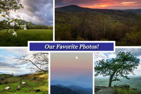 9c74e2d0-2b7c-11e7-9af8-0aea2a882f79-Collage