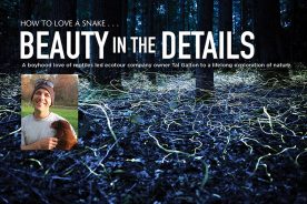 Male blue ghost fireflies seek out females in this time-lapse photo captured in Brevard, North Carolina. 

Inset: Tal Galton is at ease with creatures.