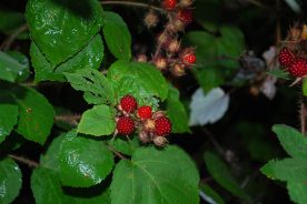 Wineberries with the morning dew glistening on them.