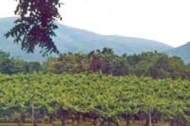 The view from Shenandoah Vineyards. This vista is part of the wine-tasting experience at the winery.