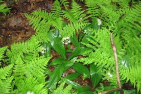 The Upper Bald watershed is graced with subtle beauty, such as this white clintonia nestled among New York ferns.