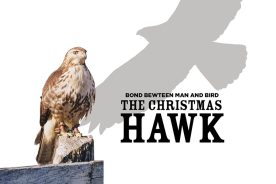 Nikki was a moderately large hawk with “an intense golden glare, a hooked beak and sharp talons.”