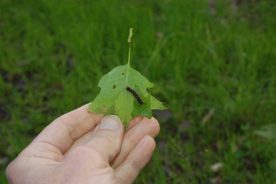 A gypsy moth feeds on a leaf.