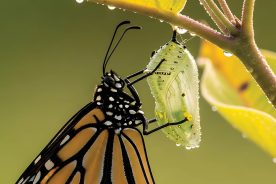 Vibrant Monarch butterfly clings to its translucent dew covered cocoon