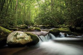 Blooming rosebay rhododendrons frame a lovely, fast-moving cascade along the Oconaluftee River in Great Smoky Mountains National Park near Cherokee, North Carolina. Photo by Robert Stephens