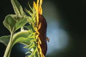 A bee clings to the center of a sunflower at Mill Springs Farm, located just up the road from historic downtown Jonesborough, Tennessee. From the photographer: “The farm grows a yearly crop of a variety of sunflowers. The bees love them!” Photo by Jay Huron