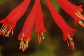 Trumpet Honeysuckle. Credit Joe Cook