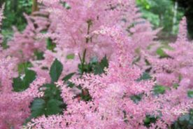 Astilbe