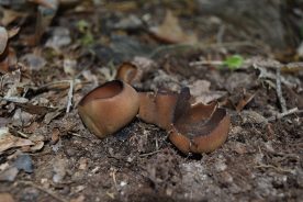Brown cup mushrooms growing in a Botetourt County, VA woodlot.