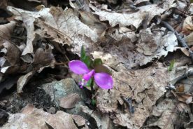 The gaywings were one highlight of the wildflowers along the AT toward Wilson Creek.