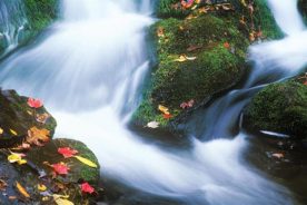 Robertson: “This small cascade is on the Roaring Fork Creek, rushing alongside the Roaring Fork Motor Drive.”