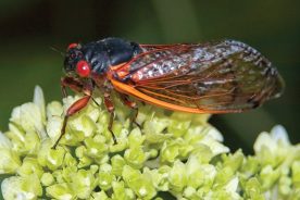 It has not been confirmed how cicadas “know” to emerge every 17 years.