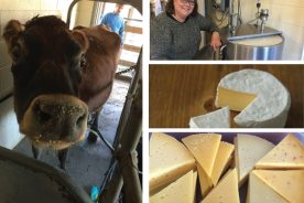 a4af4a36-fe8a-11e6-ae2a-0aea2a882f79-CheeseNC