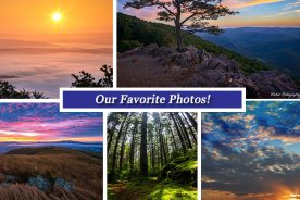 a5391058-57f7-11e5-87fe-22000b078648-Collage