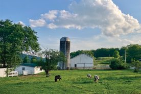 Three minis, Midnight, Mama (who is blind) and daughter Candy enjoy a beautiful spring morning in the orchard paddock in front of Elegius Mini Equine Sanctuary.