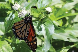 The imperiled monarch.