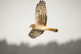 a727a63e-8bf0-11e7-aba9-0a72cbefeab2-Hawks-Creature