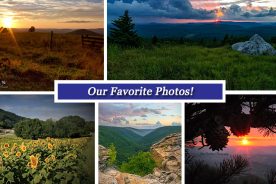 a7592f70-787b-11e7-a418-0a72cbefeab2-Collage