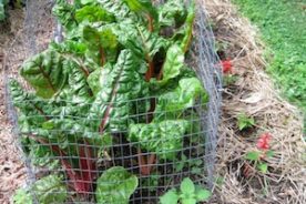 Recommended for gardeners, seasoned or otherwise: caging Bright Lights Chard and other critter favorites.