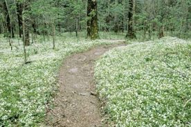 White Fringed Phacelia. They look like new-fallen snow along Porter's Creek.