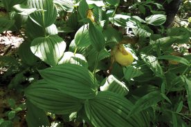 a90feeb0-053f-11e9-9037-120e7ad5cf50-High-Knob-2