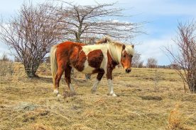 a93bccb2-8f4f-11e3-bdde-1231380a02d9-DSCN2146