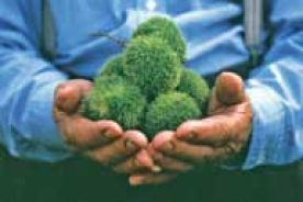 Chestnut Burrs. The trees bore marketable nuts after seven years.