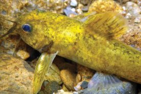 aafcee28-4701-11e8-a61e-121bebc5777e-CreatureFeature