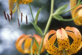 aafec0b2-51fe-11f0-9b55-1248ae80e59d-8-2025turk_s-caplilly--credit-Joe-Cook