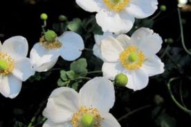 Once established, Japanese anemones produce bright and abundant blooms on branching flower stalks in September and October.