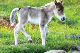 Foal along the Appalachian Trail in Virginia’s Grayson Highlands, with the note that hikers and other visitors are directed to limit interaction with the wild ponies to photographs only. From the photographer: “The wild ponies are one of the highlights along the Appalachian Trail in this region and for the park. The ponies are the descendants of 50 Assateague ponies released in 1974 and are small in stature. This young foal is incredibly small standing just a few feet high.”