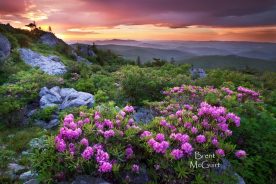 "Appalachian Summer Sunrise"
Wilburn Ridge, Mount Rogers Recreation Area

I took a quick trip down to Mount Rogers for a sunrise hike last week and witnessed an absolutely breathtaking sunrise! This is definitely the prettiest hike in Virginia, especially on a beautiful morning in early June in the Catawba Rhododendron bloom.