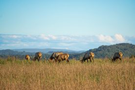 ad2cc76c-e9dc-11ed-83ba-12163087a831-from-Breaks-Park-facebook3