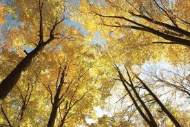 afb50a66-9d3b-11e6-a309-0aea2a882f79-SmallGiftsOfTheForest