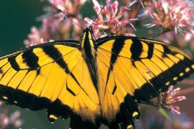 Butterfly magnet. Joe-pye weed and its relatives draw well.