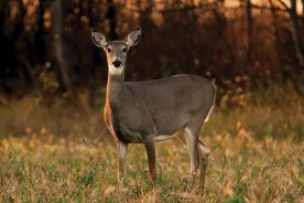 b0bad124-9d3c-11e6-9c69-0aea2a882f79-OhDeer