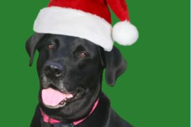 Memphis is dressed for Christmas