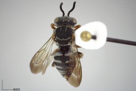 A variety of the cuckoo bee was apparently attracted by new flowers appearing after fires in the Smokies.