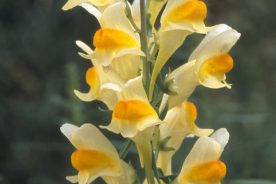 b278bbc8-5202-11f0-9ff6-1248ae80e59d-10-2025butter-and-eggs--credit-Joe-Cook