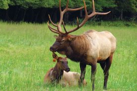 b3104fd4-e3a8-11e4-9e2a-22000a4f82a6-Elk