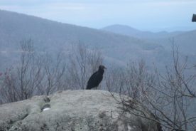 Terrapin Mountain Trail
