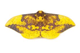 An adult Imperial moth can have a wingspan up to seven inches, making it one of the largest moths in North America.